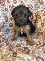 Lottie, a female Yorkipoo for sale in Seymour, MO – Photo 2 of 8