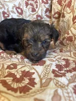 Lottie, a female Yorkipoo for sale in Seymour, MO – Photo 5 of 8