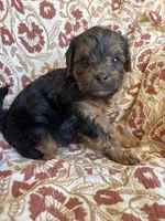 Lottie, a female Yorkipoo for sale in Seymour, MO – Photo 8 of 8