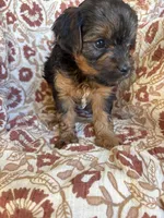 Lottie, a female Yorkipoo for sale in Seymour, MO – Photo 1 of 8