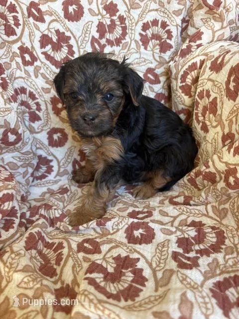 Lottie – Yorkipoo puppy for sale in Seymour, MO
