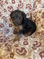 Lottie, a female Yorkipoo for sale in Seymour, MO – Photo 4 of 8
