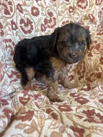 Lottie, a female Yorkipoo for sale in Seymour, MO – Photo 7 of 8
