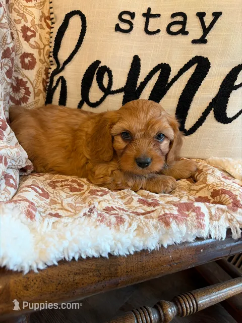 Finn – Cavapoo puppy for sale in Seymour, MO