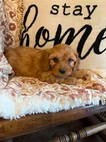 Finn, a male Cavapoo for sale in Seymour, MO – 5 of 7
