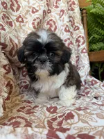 Tiny Tim, a male Shih Tzu for sale in Seymour, MO – 9 of 10