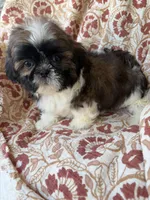 Tiny Tim, a male Shih Tzu for sale in Seymour, MO – 10 of 10