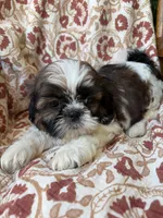 Lucy, a female Shih Tzu for sale in Seymour, MO – 6 of 10
