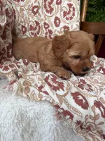 Sadie, a female Cavapoo and Poodle - Toy  for sale in Seymour, MO – 2 of 9