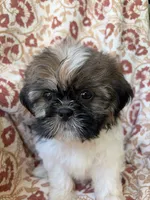 Lola, a female Shih Tzu for sale in Seymour, MO – 4 of 10