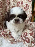 Molly Mae, a female Shih Tzu for sale in Seymour, MO – 2 of 10