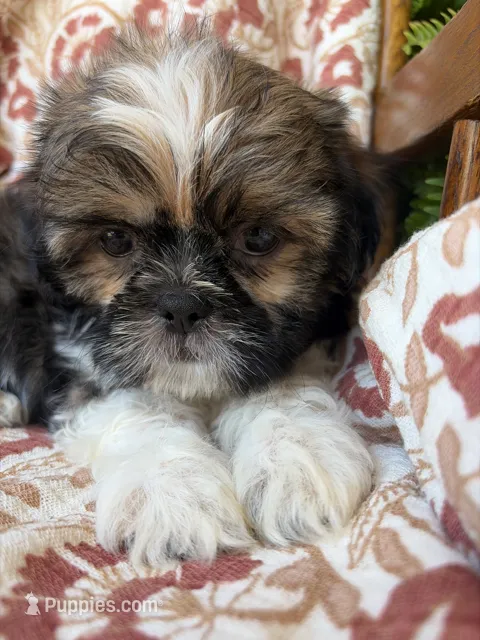 Maverick – Shih Tzu puppy for sale in Seymour, MO