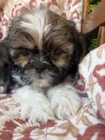 Finn, a male Shih Tzu for sale in Seymour, MO – 5 of 10