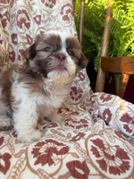 Eleanor, a female Shih Tzu for sale in Seymour, MO – 7 of 9