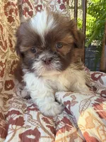 Tiny Memphis, a male Shih Tzu for sale in Seymour, MO – 1 of 10