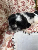 Charlie, a male Shih Tzu for sale in Seymour, MO – 5 of 10