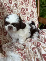 Molly Mae, a female Shih Tzu for sale in Seymour, MO – 6 of 10