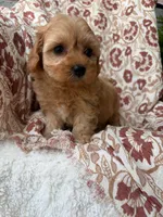 Penny, a female Cavapoo and Poodle - Toy  for sale in Seymour, MO – 3 of 9