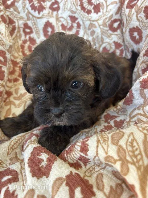 Coco, a female Shih Tzu for sale in Seymour, MO – Photo 2 of 8