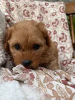 Sadie, a female Cavapoo and Poodle - Toy  for sale in Seymour, MO – 8 of 9