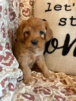 Beau, a male Cavapoo for sale in Seymour, MO – 5 of 7