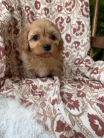 Penny, a female Cavapoo and Poodle - Toy  for sale in Seymour, MO – 5 of 9