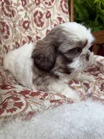 Halle Rae, a female Shih Tzu for sale in Seymour, MO – 10 of 10