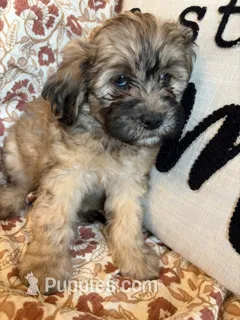 Nash – Shih Tzu puppy for sale in Seymour, MO