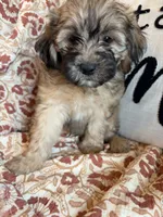 Nash, a male Shih Tzu for sale in Seymour, MO – 7 of 10