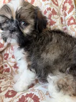 Finn, a male Shih Tzu for sale in Seymour, MO – 9 of 10