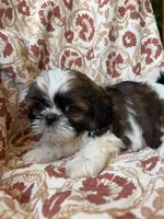 Lucy, a female Shih Tzu for sale in Seymour, MO – 3 of 10