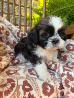 Kip, a female Shih Tzu for sale in Seymour, MO – 7 of 9