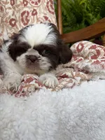 Molly Mae, a female Shih Tzu for sale in Seymour, MO – 9 of 10