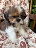 Nora, a female Shih Tzu for sale in Seymour, MO – 7 of 10