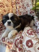 Otto, a male Shih Tzu for sale in Seymour, MO – 7 of 9