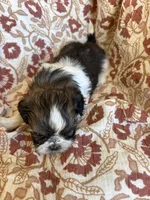 Roxy, a female Shih Tzu for sale in Seymour, MO – Photo 5 of 8