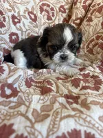 Roxy, a female Shih Tzu for sale in Seymour, MO – Photo 3 of 8