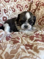 Roxy, a female Shih Tzu for sale in Seymour, MO – Photo 2 of 8
