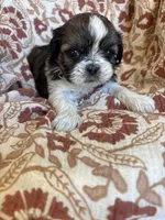 Roxy, a female Shih Tzu for sale in Seymour, MO – Photo 6 of 8