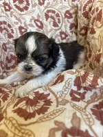 Roxy, a female Shih Tzu for sale in Seymour, MO – Photo 4 of 8