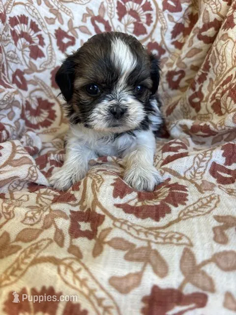 Roxy – Shih Tzu puppy for sale in Seymour, MO
