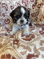 Roxy, a female Shih Tzu for sale in Seymour, MO – Photo 1 of 8