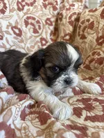 Roxy, a female Shih Tzu for sale in Seymour, MO – Photo 7 of 8