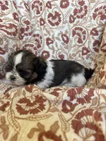 Roxy, a female Shih Tzu for sale in Seymour, MO – Photo 8 of 8