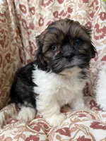 Jasper, a male Shih Tzu for sale in Seymour, MO – 9 of 10