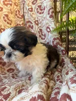 Raines, a male Shih Tzu for sale in Seymour, MO – 9 of 9