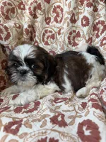 Lucy, a female Shih Tzu for sale in Seymour, MO – 10 of 10