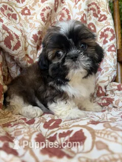 Tiny Tim – Shih Tzu puppy for sale in Seymour, MO