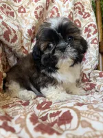 Tiny Tim, a male Shih Tzu for sale in Seymour, MO – 8 of 10