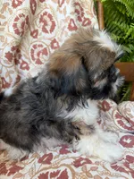 Finn, a male Shih Tzu for sale in Seymour, MO – 3 of 10